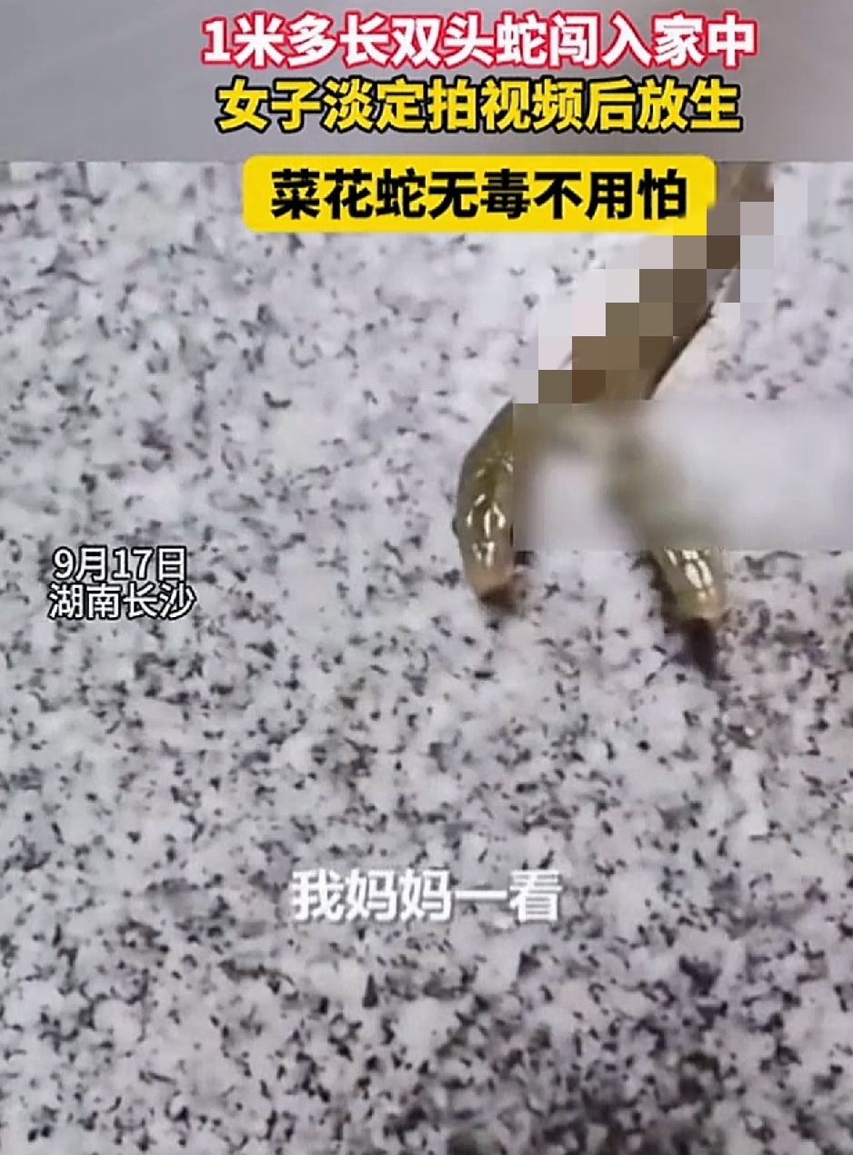 湖南长沙，一女子家中闯入一条1米多长的蛇，起初女子从蛇花纹判断以为只是条普通的菜花蛇，结果仔细观察才发现，这蛇居然有两个头，而且两个头都在吐信子。要说菜花蛇倒是见怪不怪，但这双头菜花蛇女子倒是一次见。随即女子确认该蛇无毒后，便十分淡定拍下相关视频后，便将这罕见的双头蛇给妥善放生。

而这一幕被发到网