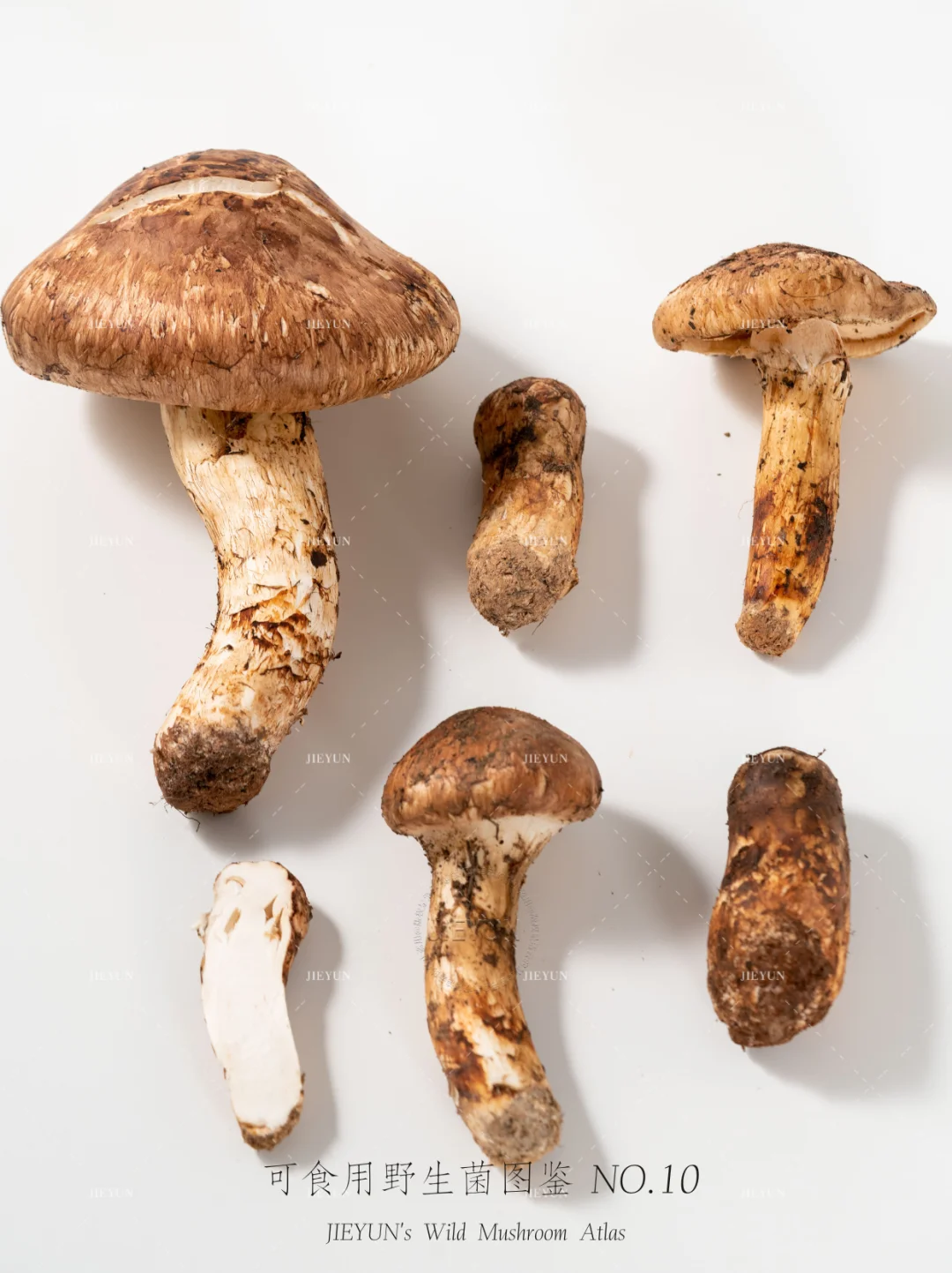 可食用野生菌图鉴NO.10 | 松茸