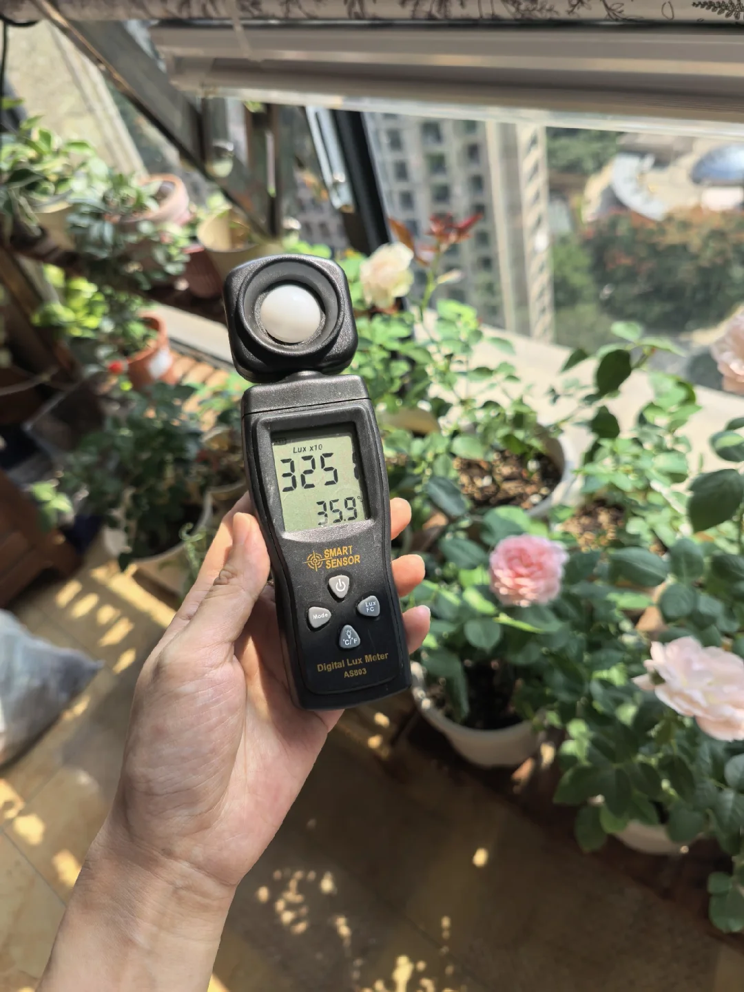 这个季节的阳台才是最难熬的啊！这照度和温
