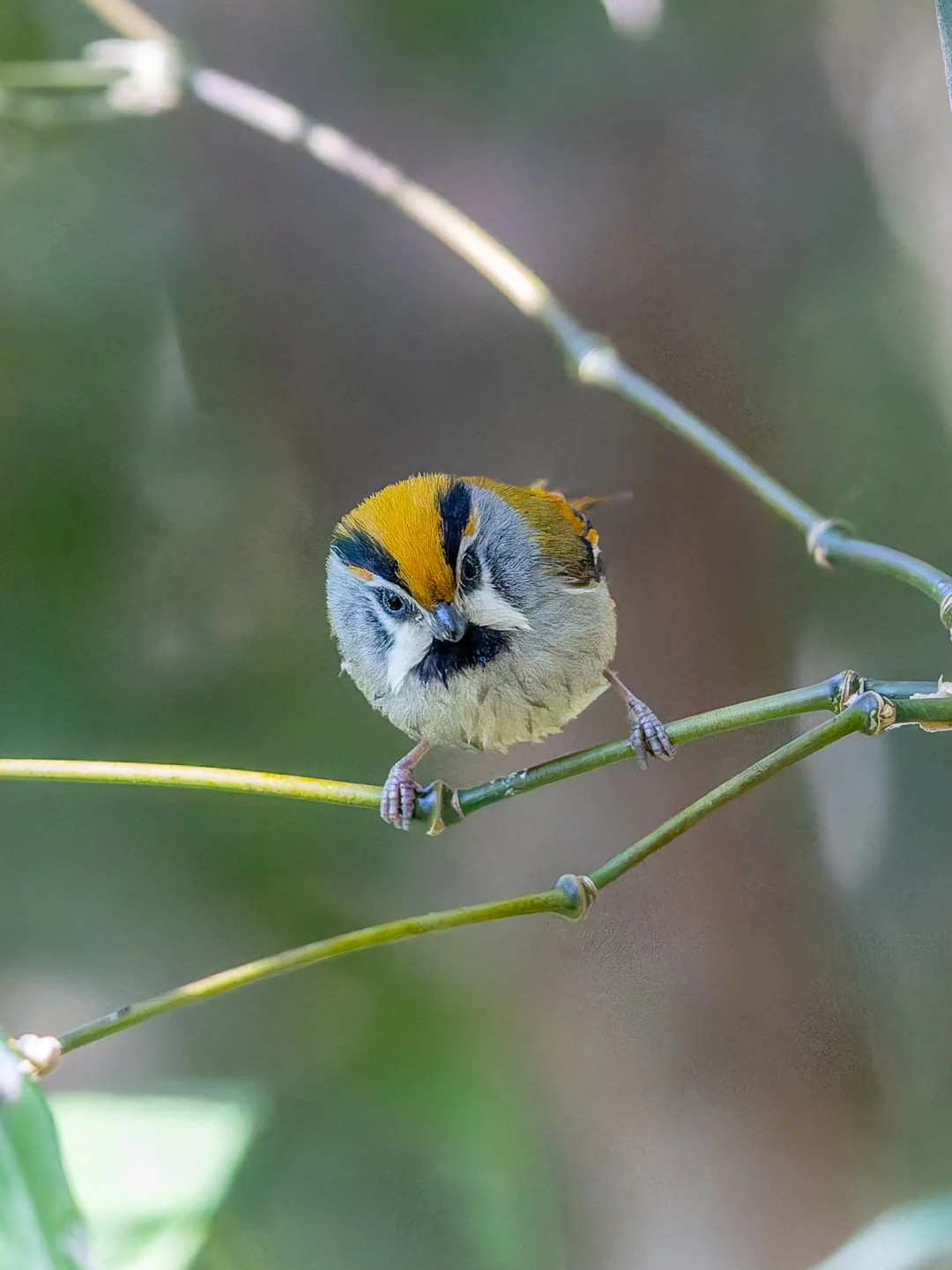谁能拒绝如此可爱的小胡子：橙额鸦雀