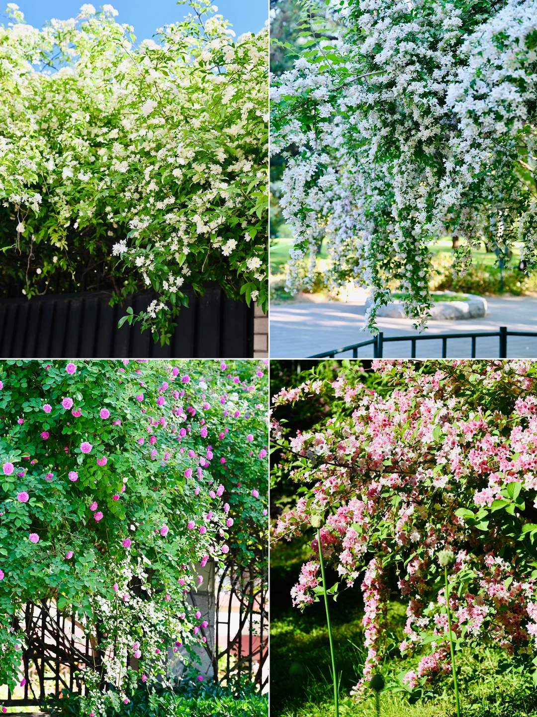 4.28紫竹院🌸猥实/木香花/蔷薇开出五彩花瀑
