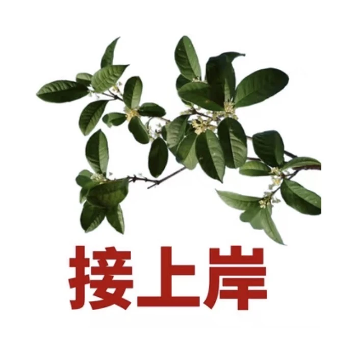 别乱点，真的会上岸（考研出分）