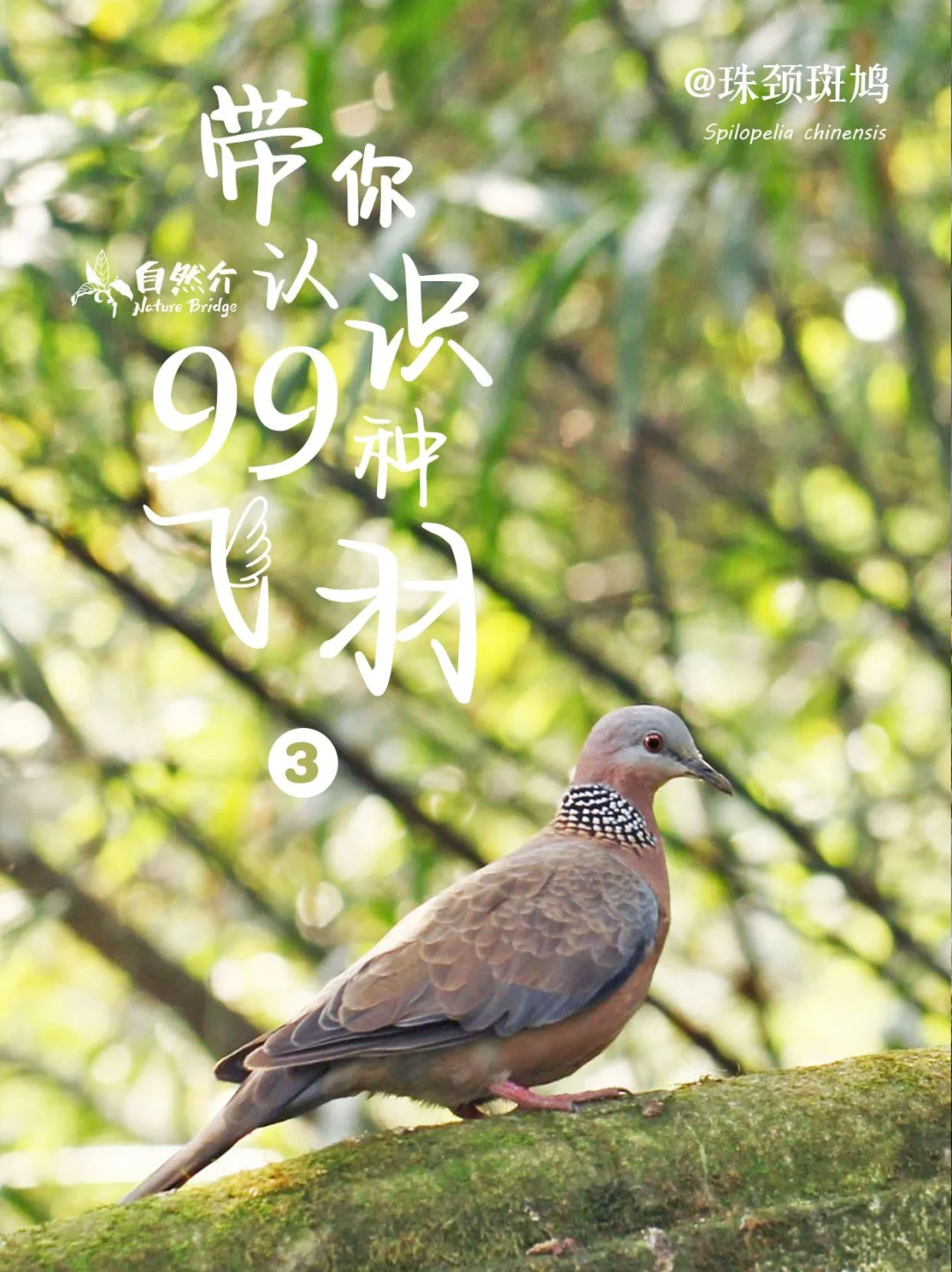 带孩子认识99种飞羽