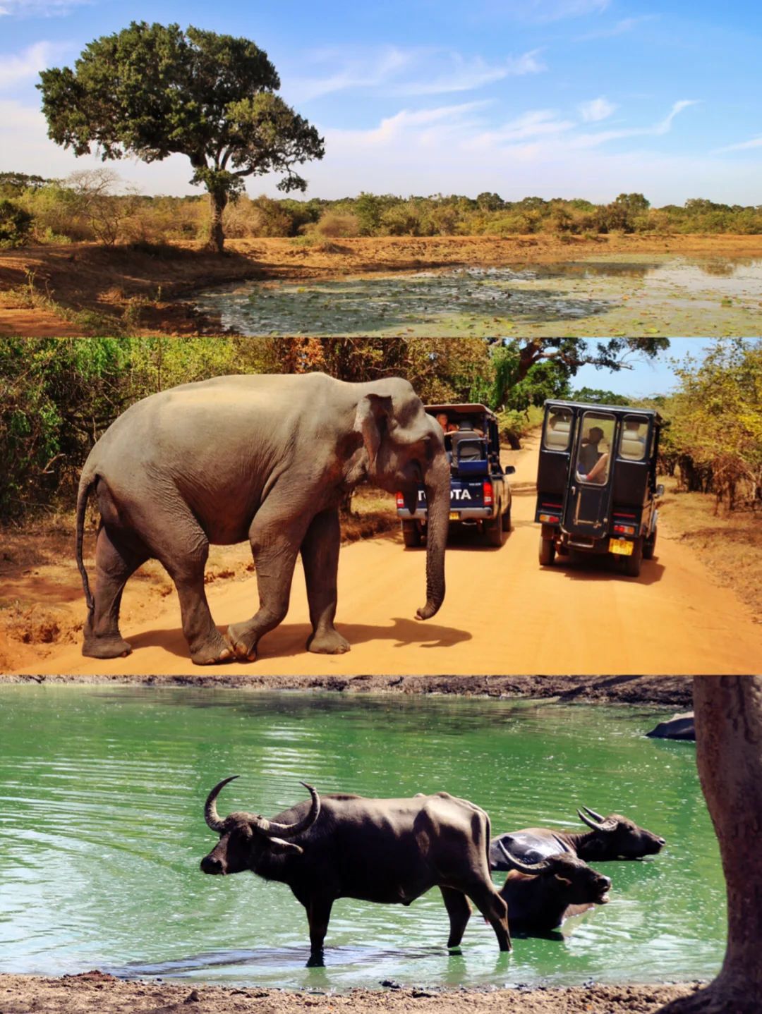 【雅拉】野生动物公园safari·非洲草原即视感