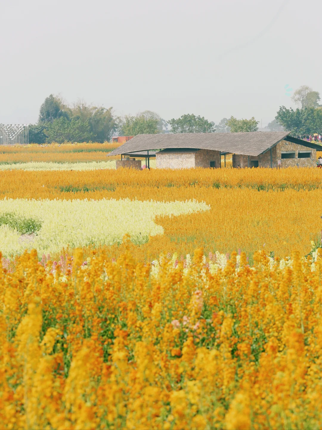 摊牌了！这是我在跟风最成功的一次