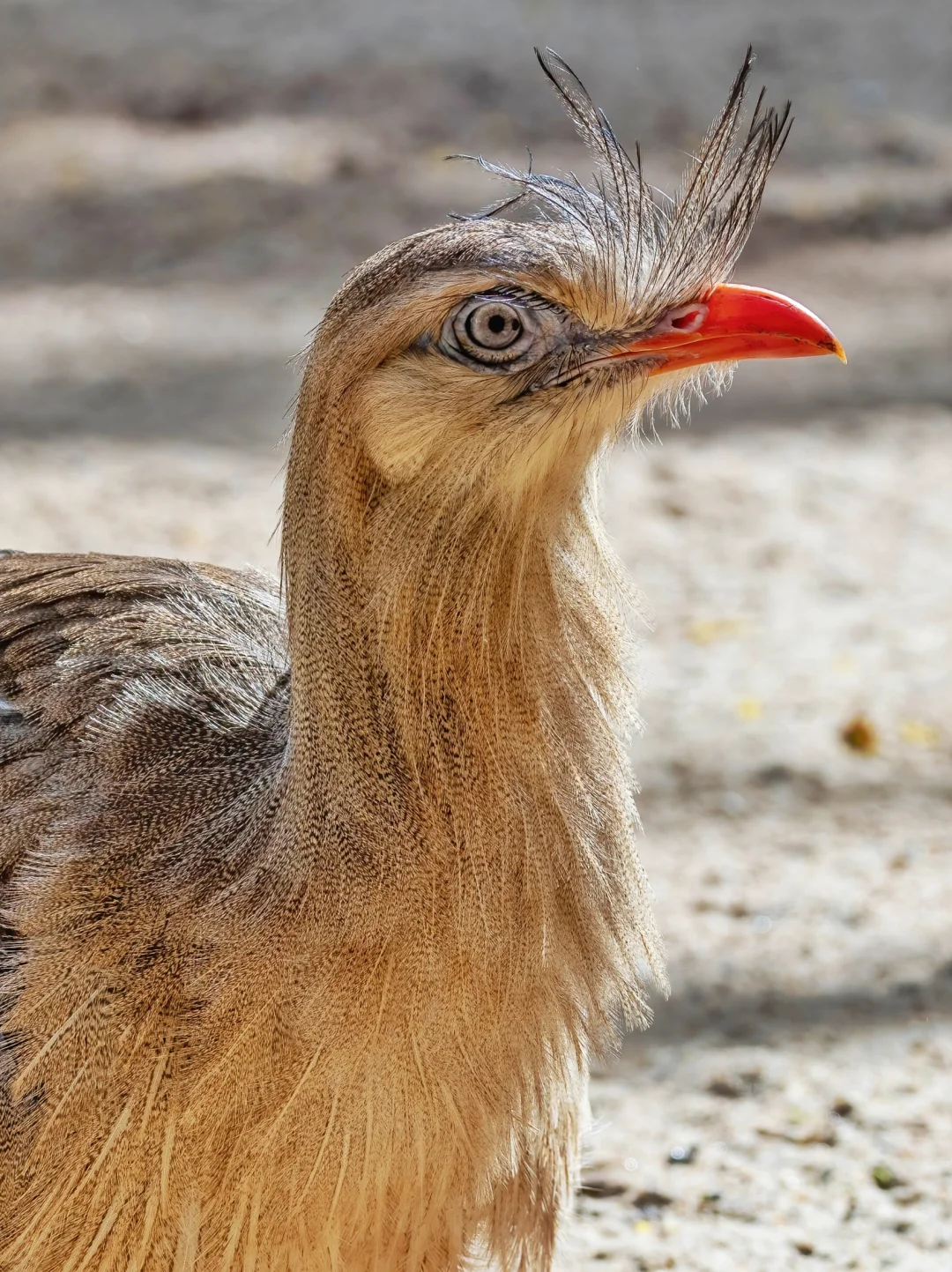 终于集齐猛禽的5个目！红腿叫鹤 特写版