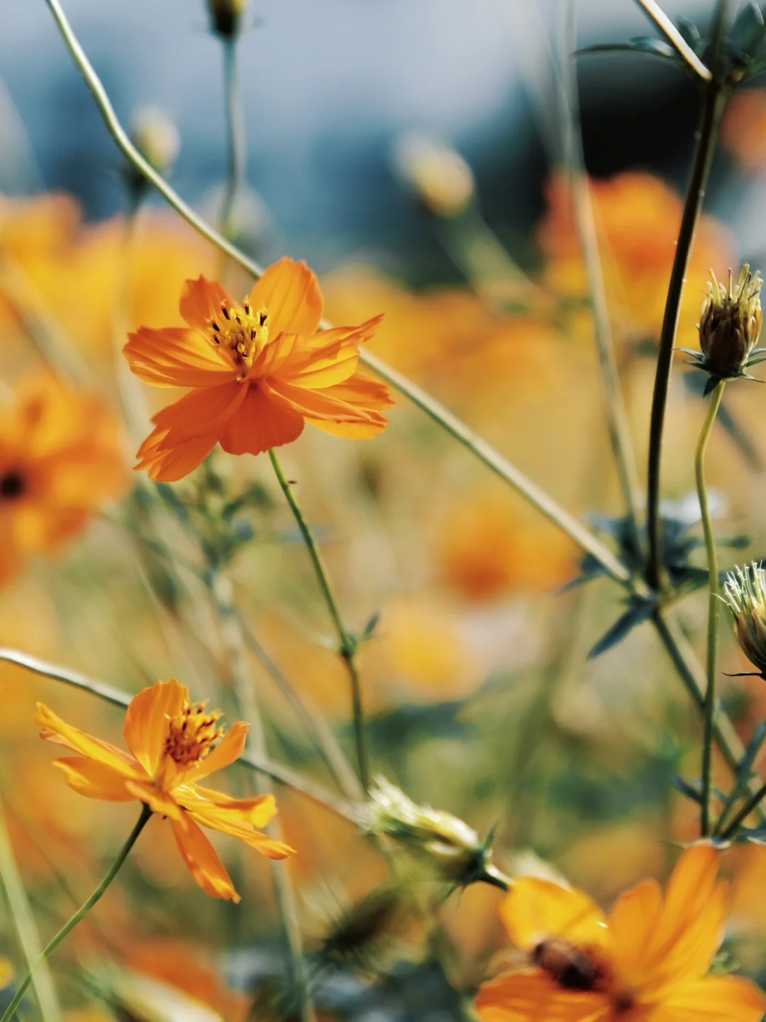 大师说：二十几岁拍花🌼🌼少走二十几年弯路
