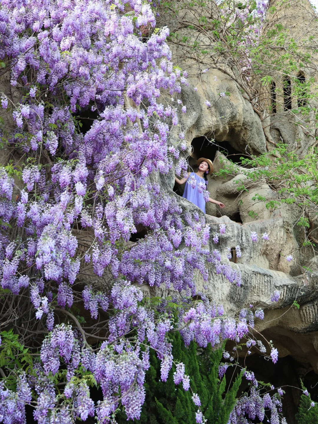 万象春和！天津紫藤萝城堡❿个出片机位