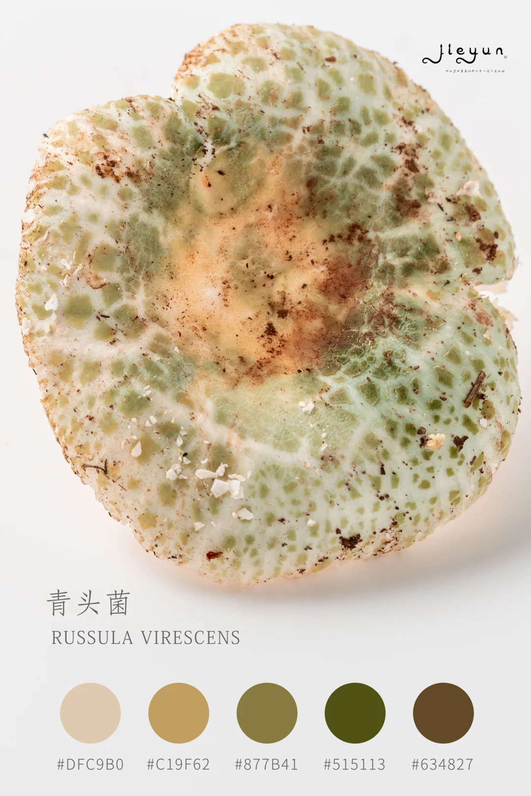 野生菌配色图鉴 | 建议收藏