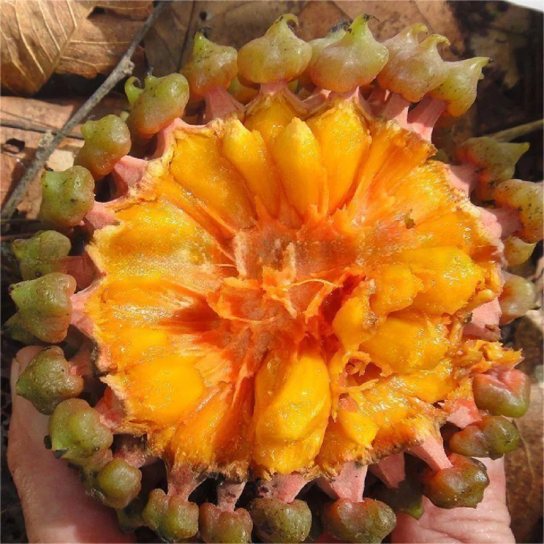 稀有糖杜鹃番荔枝Duguetia lepidota