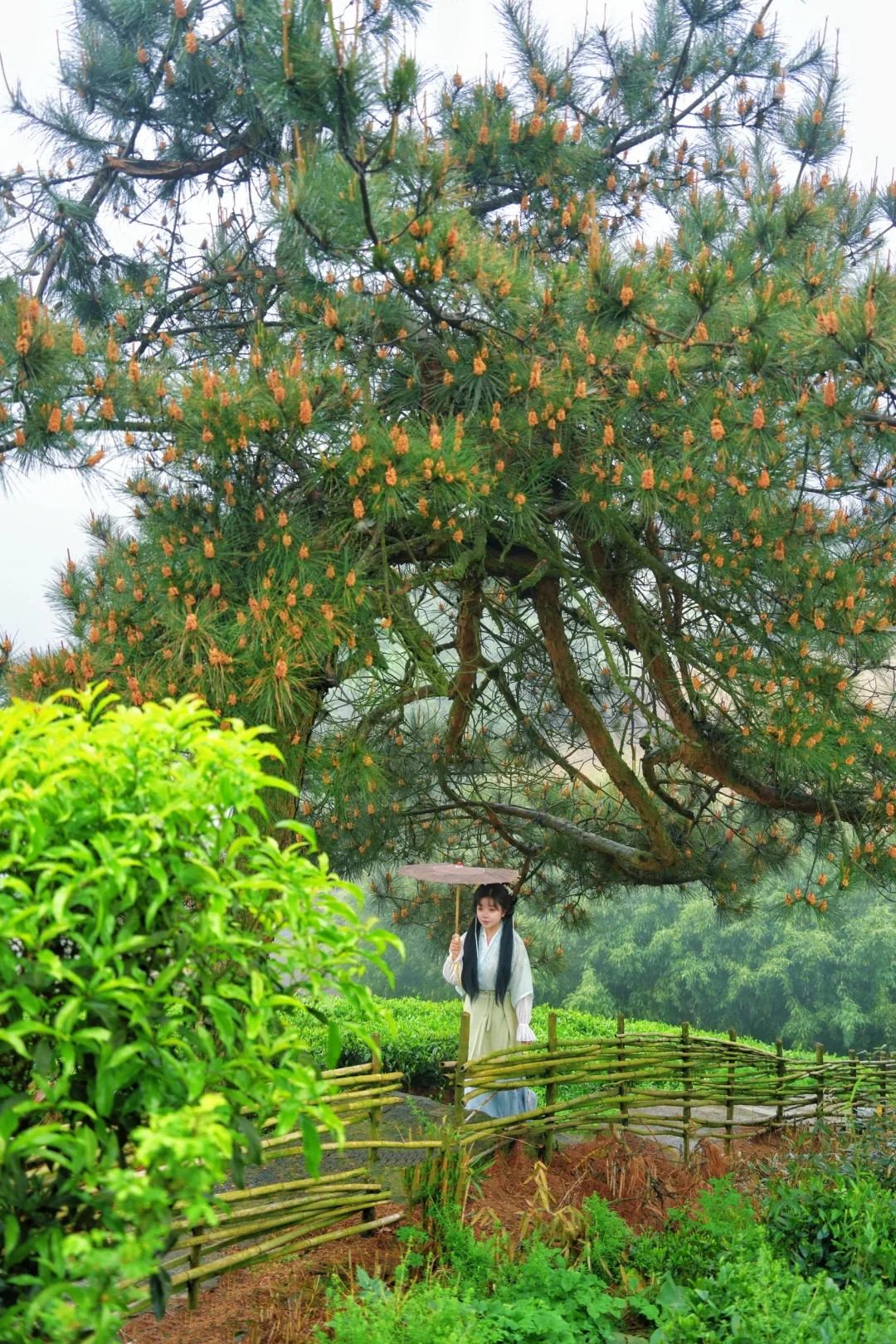 贵州螺蛳壳茶山游｜这里人少还出片👏