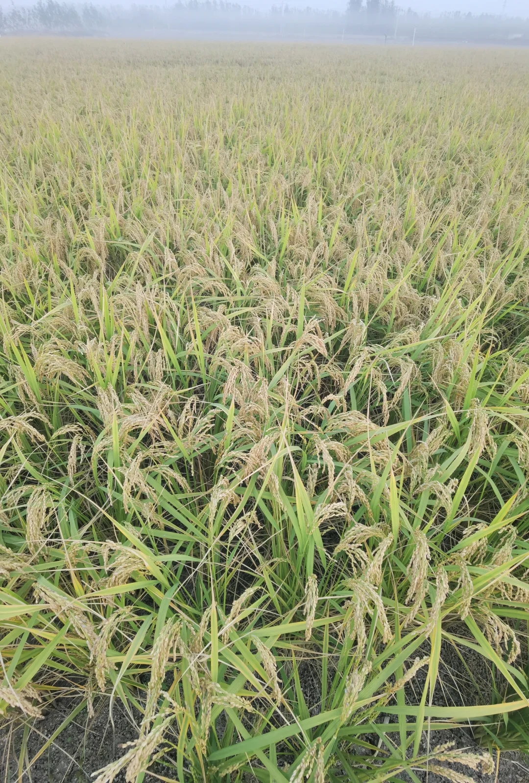这一款是带胚芽的高端米