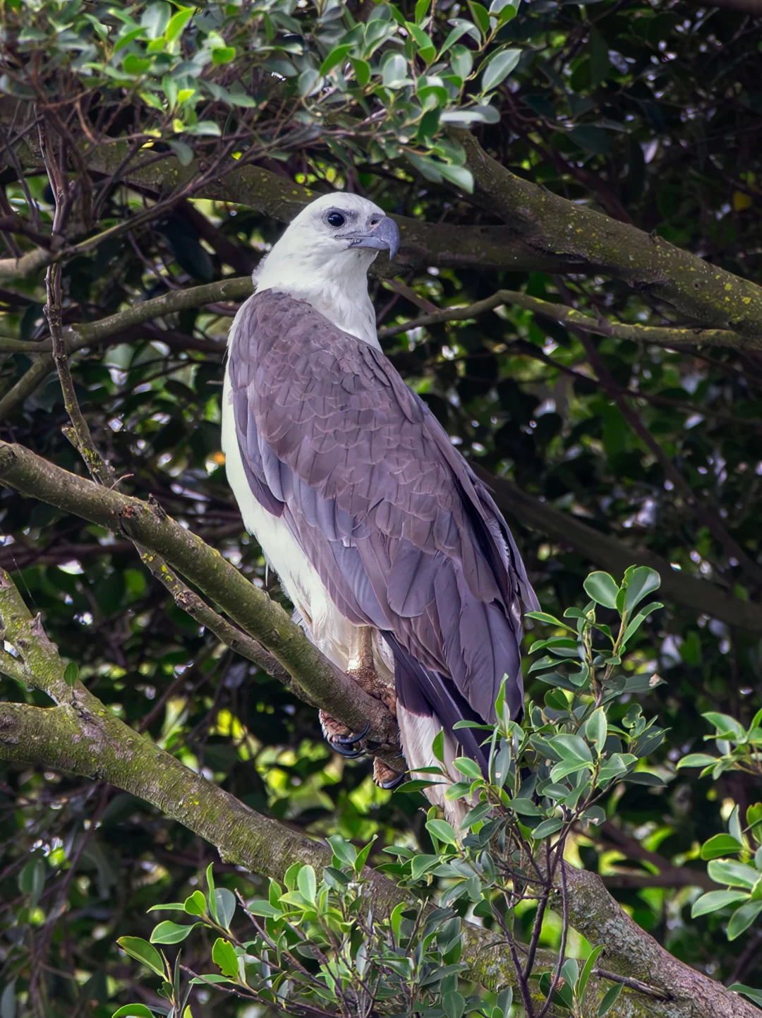 深圳也有“白头鹰”！