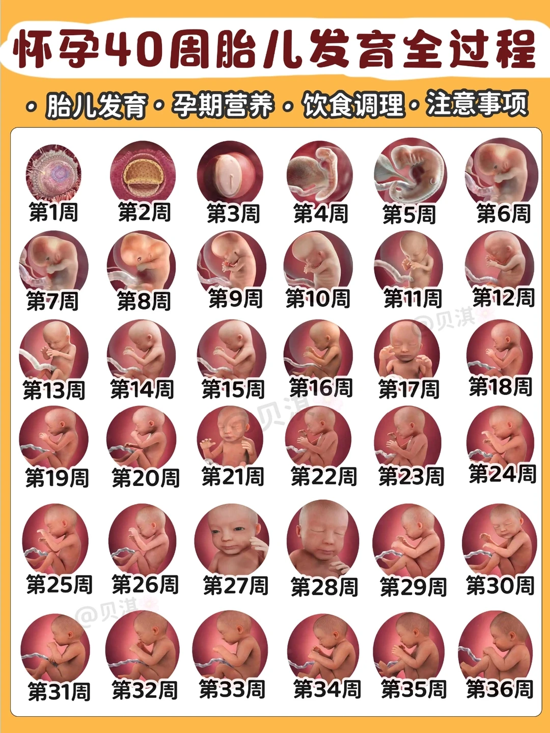 怀孕40周胎儿每周发育注意事项！附营养补充