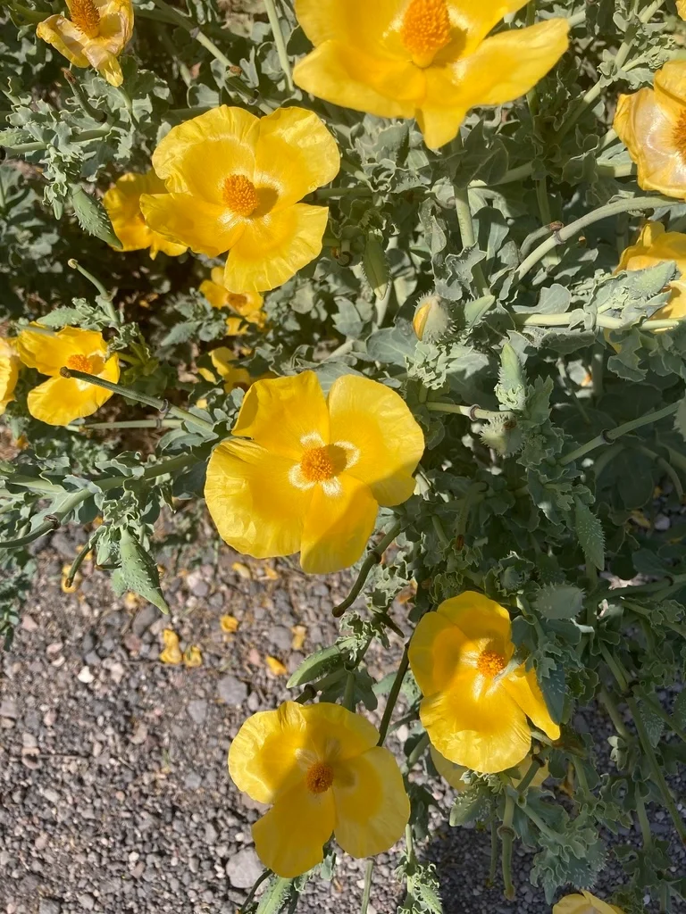 海罂粟Glaucium flavum