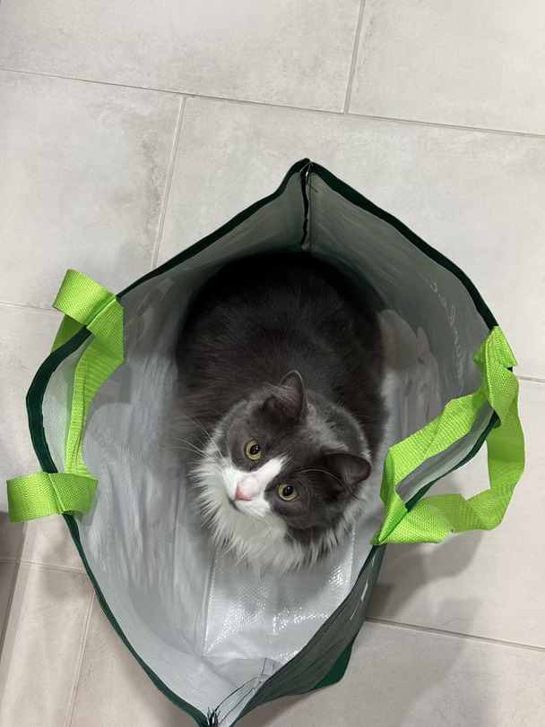 想找爱猫女生在北约克一起租房👩🏻🐈🐈‍