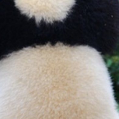 🐼🐼 🐼  大熊猫是世界濒危物种的代表。全球范围内，大熊猫属于濒...
