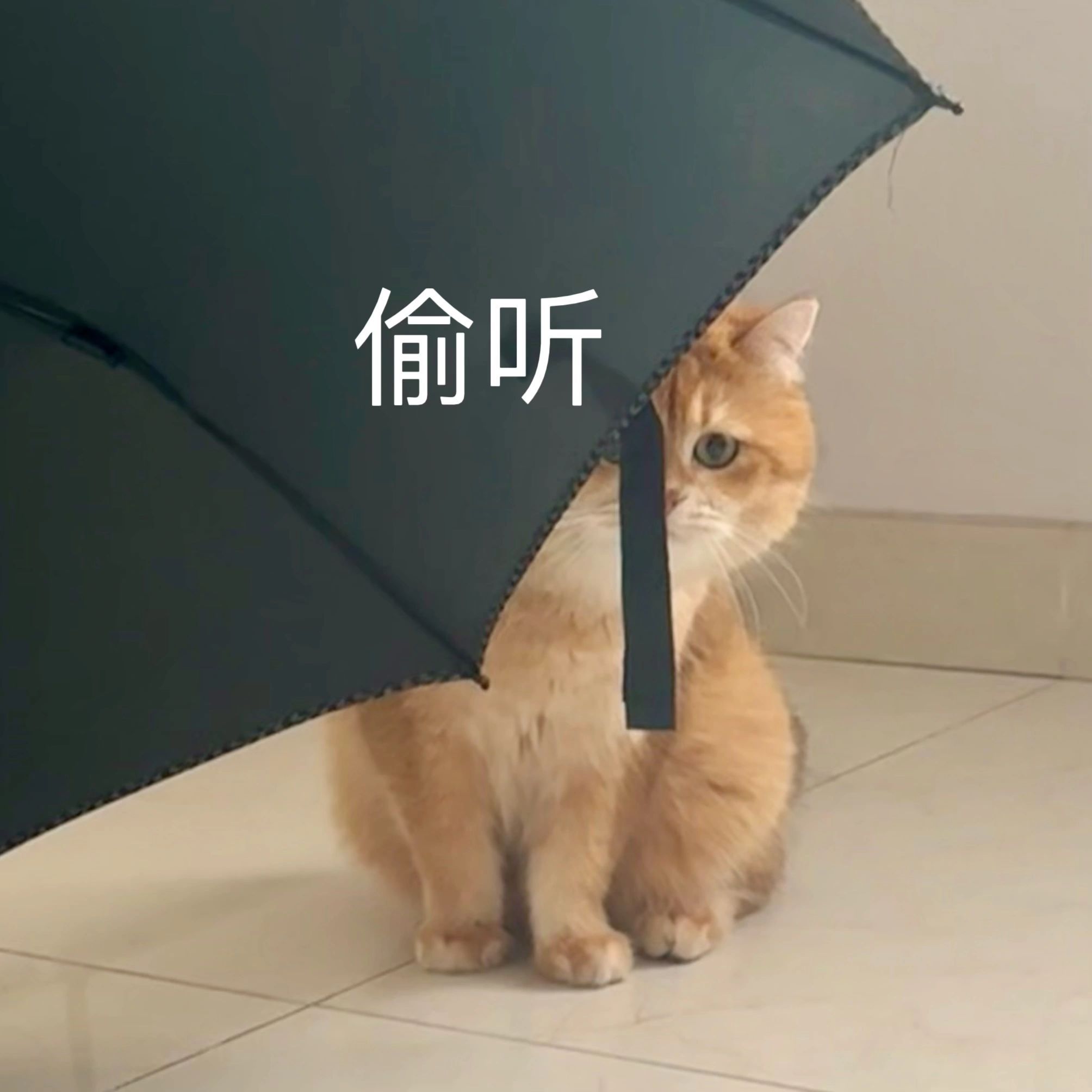 申请成为你的𝙒𝙚𝘾𝙝𝙖𝙩表情包