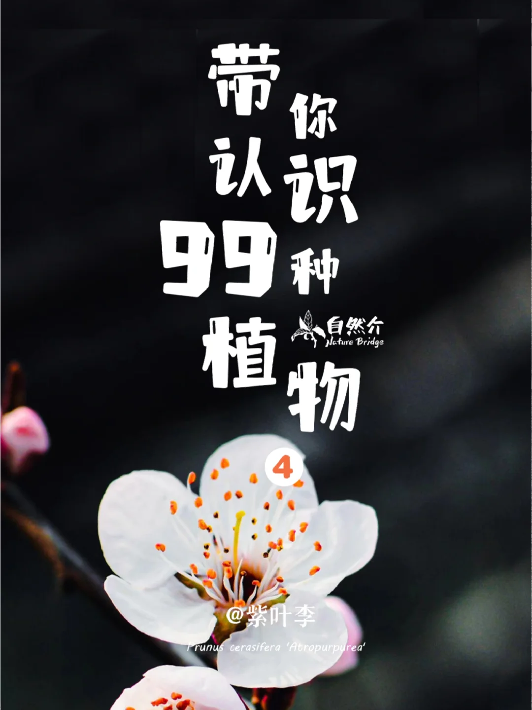 带孩子认识99种植物