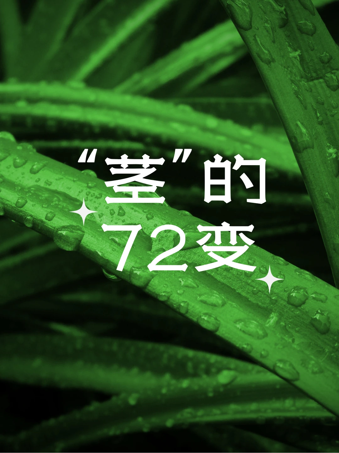 自然教育|🌟探索茎的生长奥秘