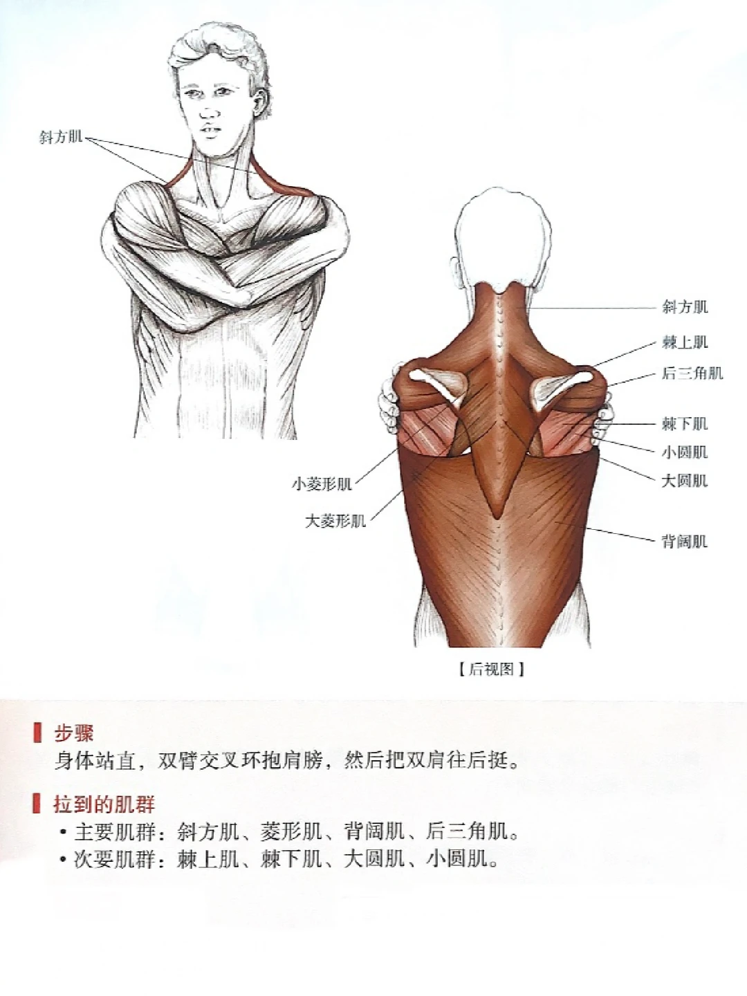 解锁美背！这个拉伸必须知道🔥🧘‍♀️
