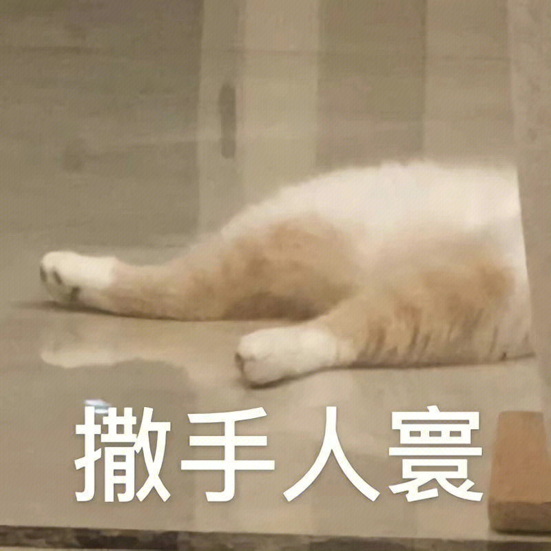 又到了存表情包的快乐时间