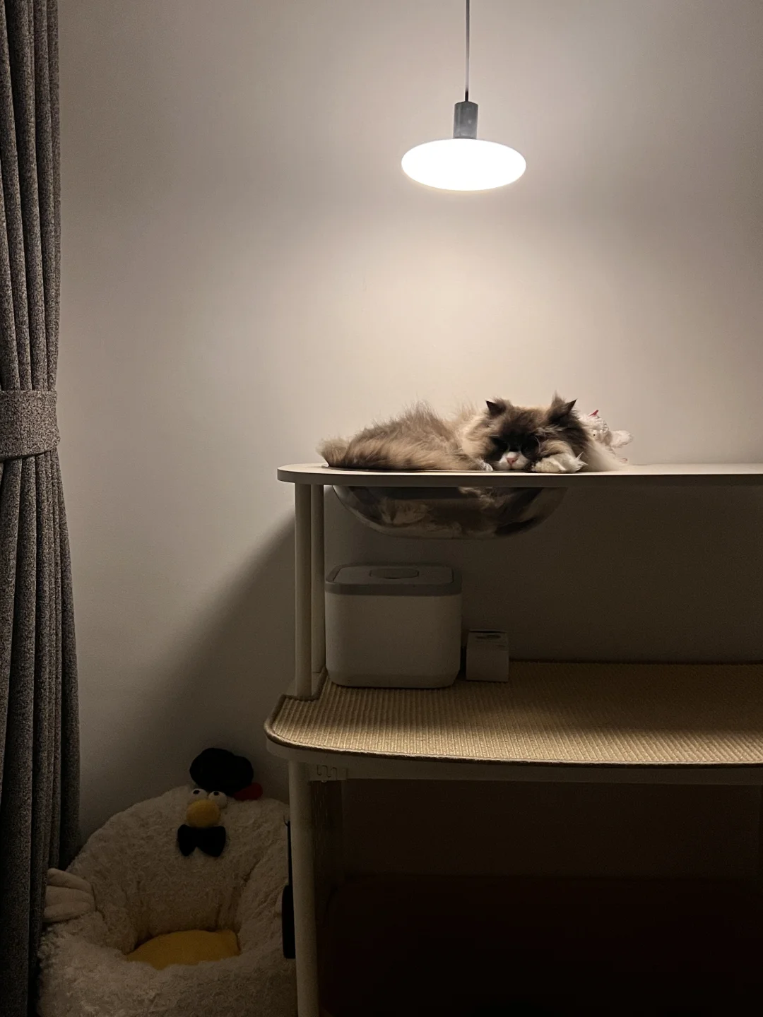 人，晚安🌛咪就寝了