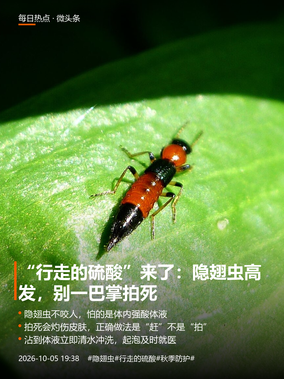 河南多地现“行走的硫酸”（隐翅虫），秋日虫咬防护预警
昨晚家里飞进一只橙黑相间的