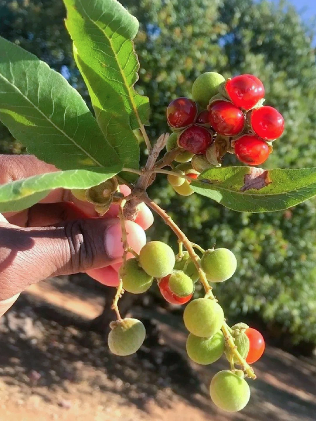 美味浆果～夹克莓Pappea capensis