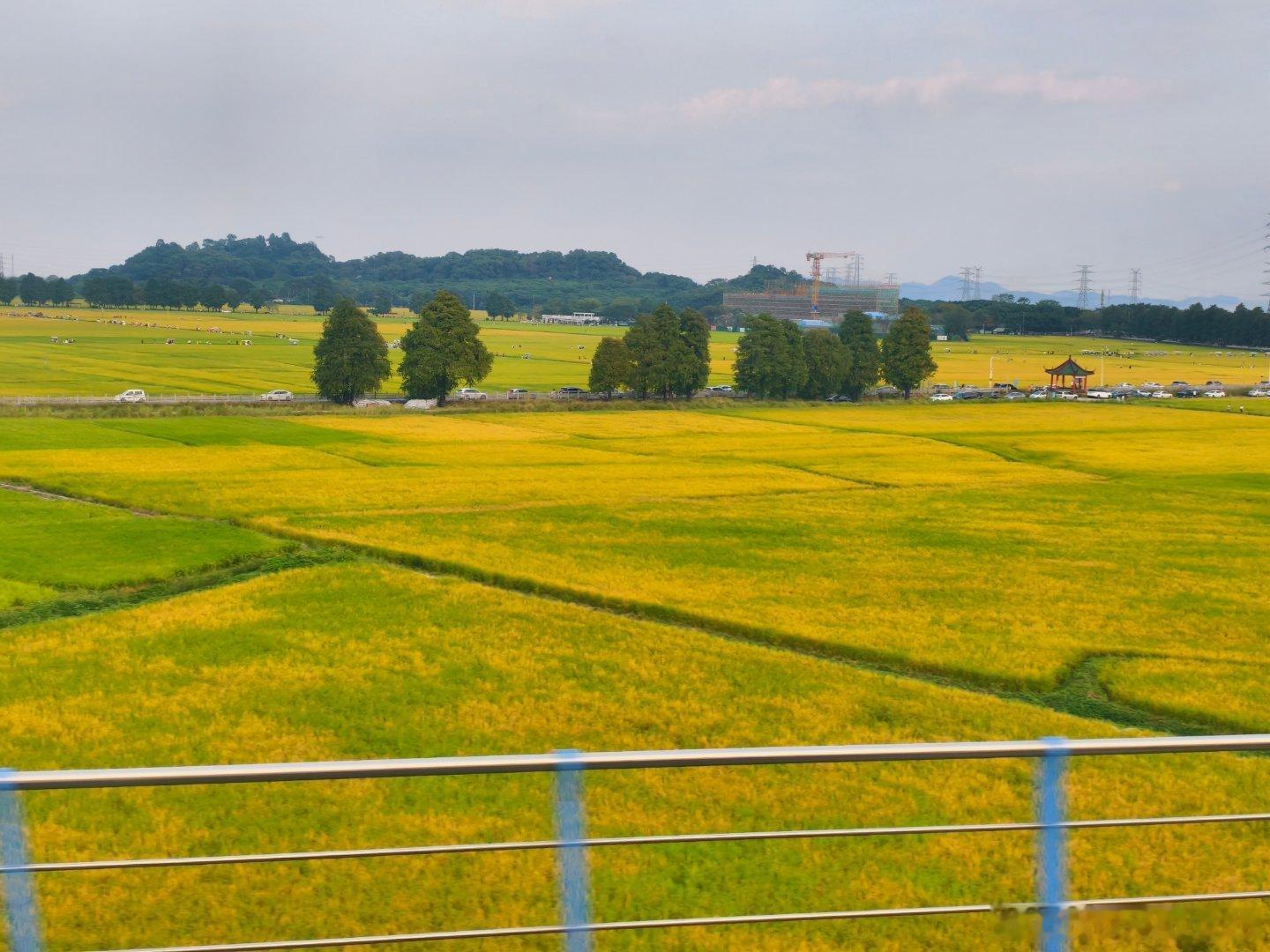 #文化中山# 你在田间看风景🌾，看风景人在车上看你🚄
     传闻明天下午，范冰冰前男友李晨、三年生三胎郑凯[doge]、国产电车支持者王祖蓝等奔跑吧🏃跑男团到崖口千亩稻田录制节目！所以大片区域要封闭，不仅不能进车，还不能进游客[doge] ​​​​