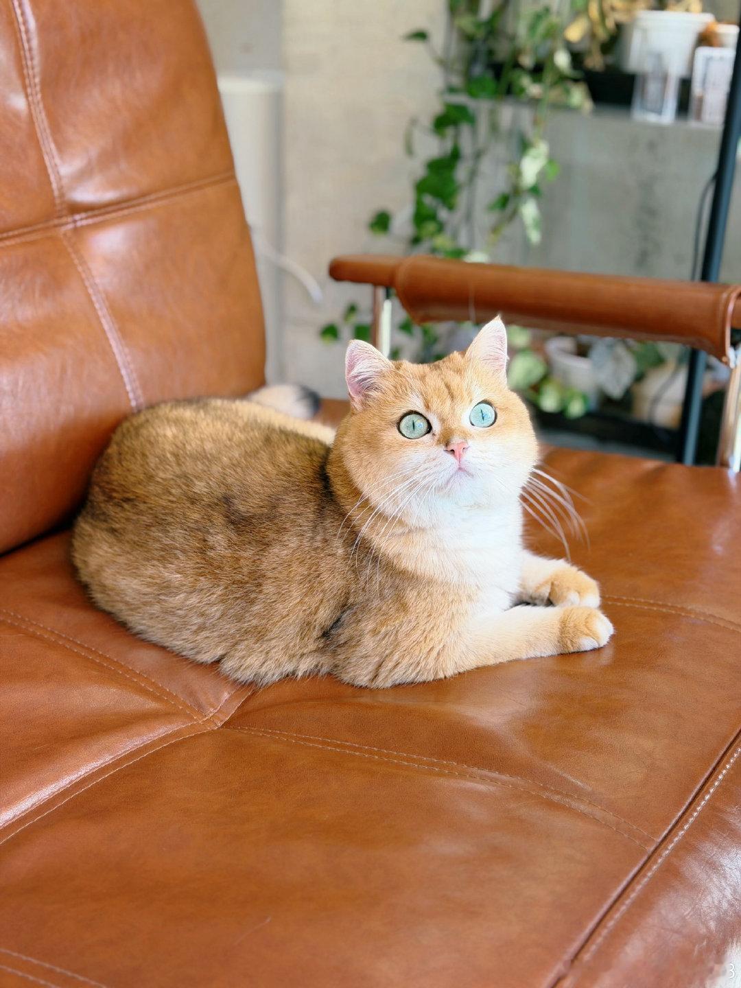 下午在咖啡店偶遇一只软乎乎的渐层小猫，安安静静趴在皮沙发上，澄澈的眼眸温柔又治愈，看着它，紧绷的情绪都慢慢舒缓下来。

#俄研究所鼠疫外泄会致疫情吗#
网传俄罗斯研究所鼠疫外泄的消息暂未得到俄方与世卫组织权威证实，多方评估本次事件引发大规模疫情的风险极低。涉事研究员样本没有检出鼠疫病原体，密接人员检测结果也均为阴性，暂无二代传播病例。

肺鼠疫属于细菌性传染病，早期使用抗生素就能有效救治，和病毒类大流行有着本质区别。不必被网络传言牵动心绪，多留意官方后续通报，理性看待信息，放平心态就好。