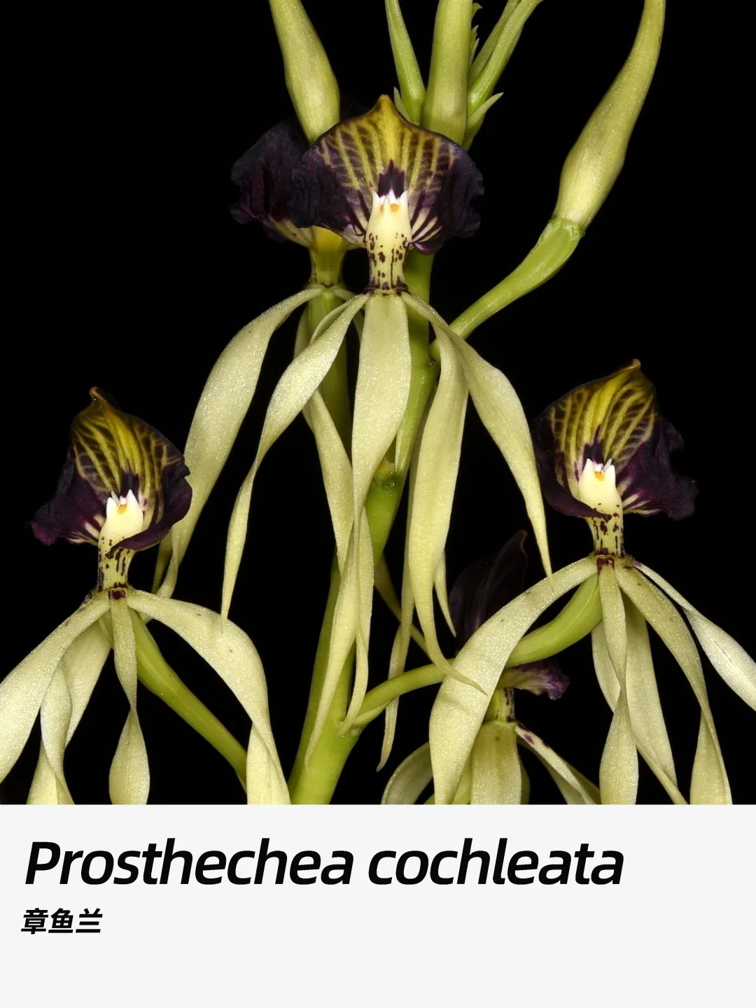 带你每天认识一种花材365｜章鱼兰