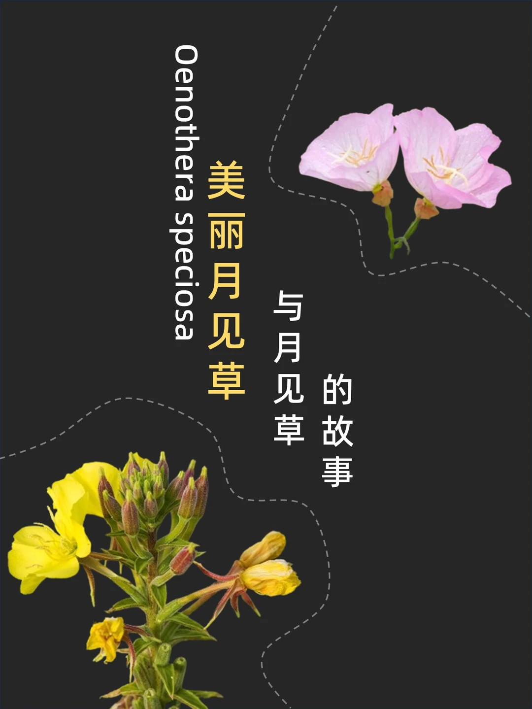 这种小花为待观察的入侵种，但实在美丽🌸