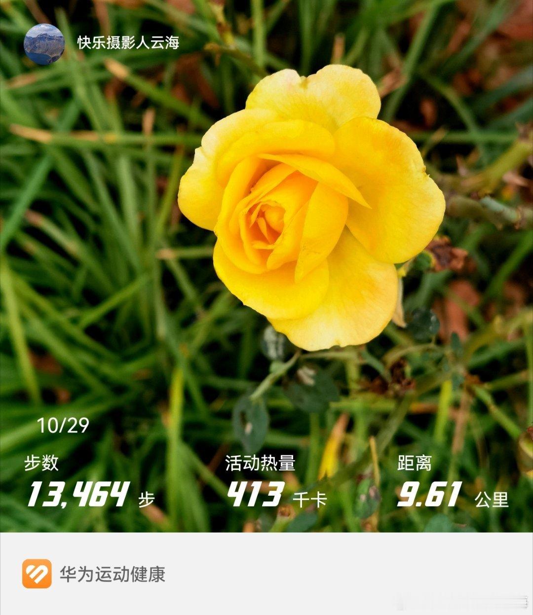 月季花[照相机]#华为运动健康##快乐摄影人[超话]#  ​