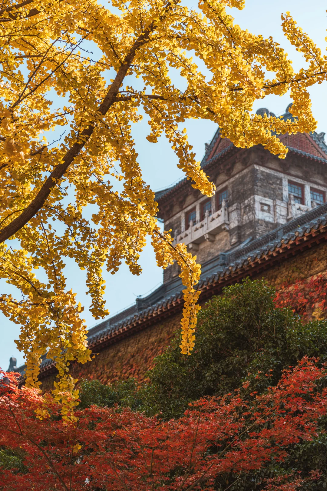 秋天的南大校园，竟然有点北平的感觉