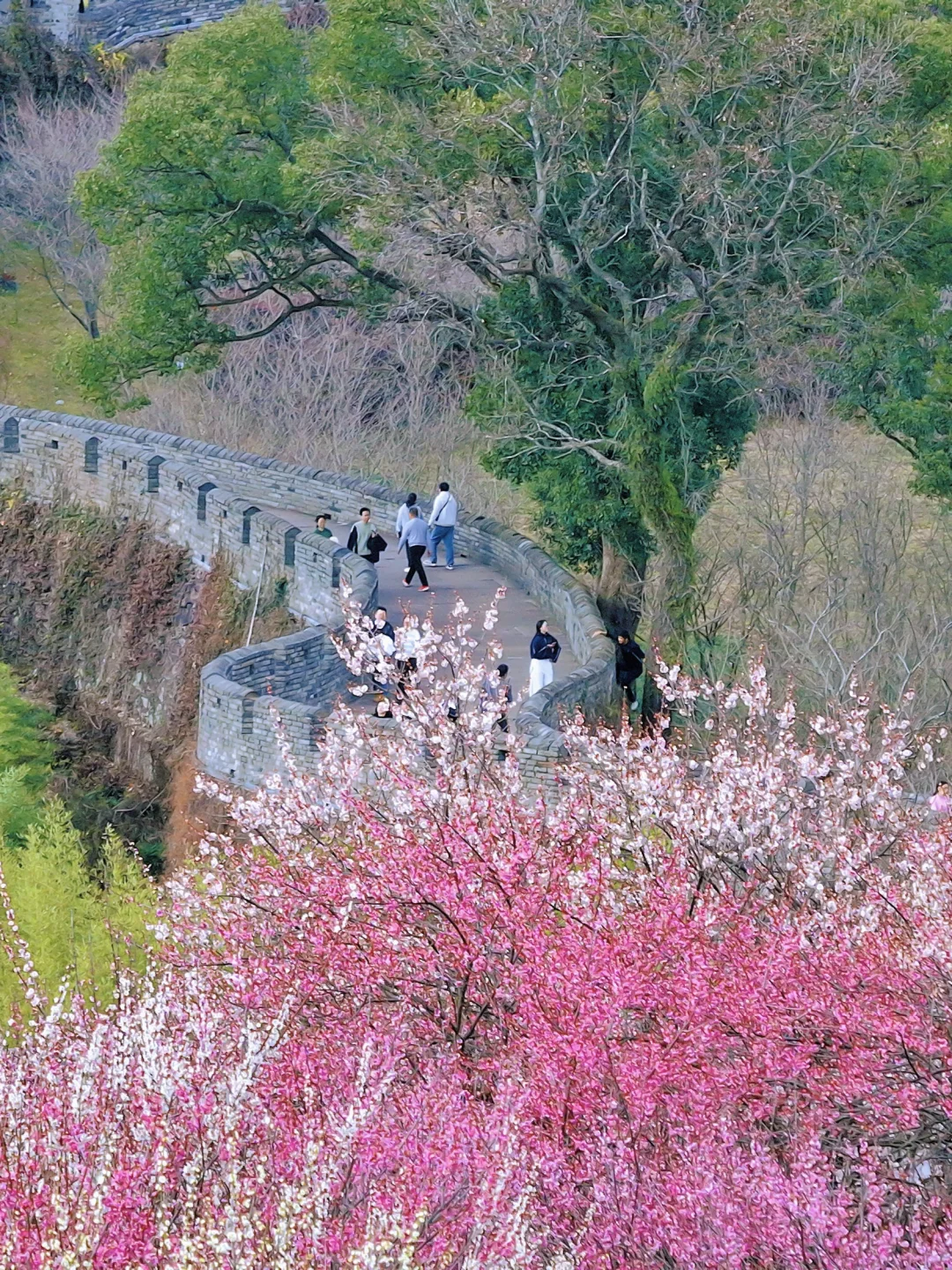 被梅花惊艳的春天，2.16台州府城墙梅花实探