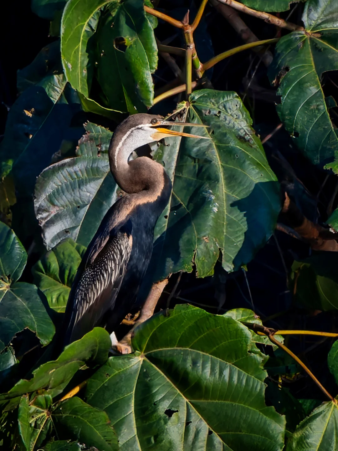 盈江的黑腹蛇鹈，真的是像...