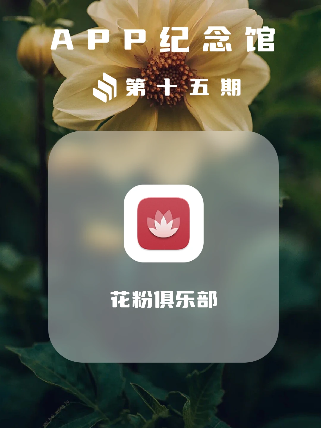 上线10年，华为花粉俱乐部将停止运营！