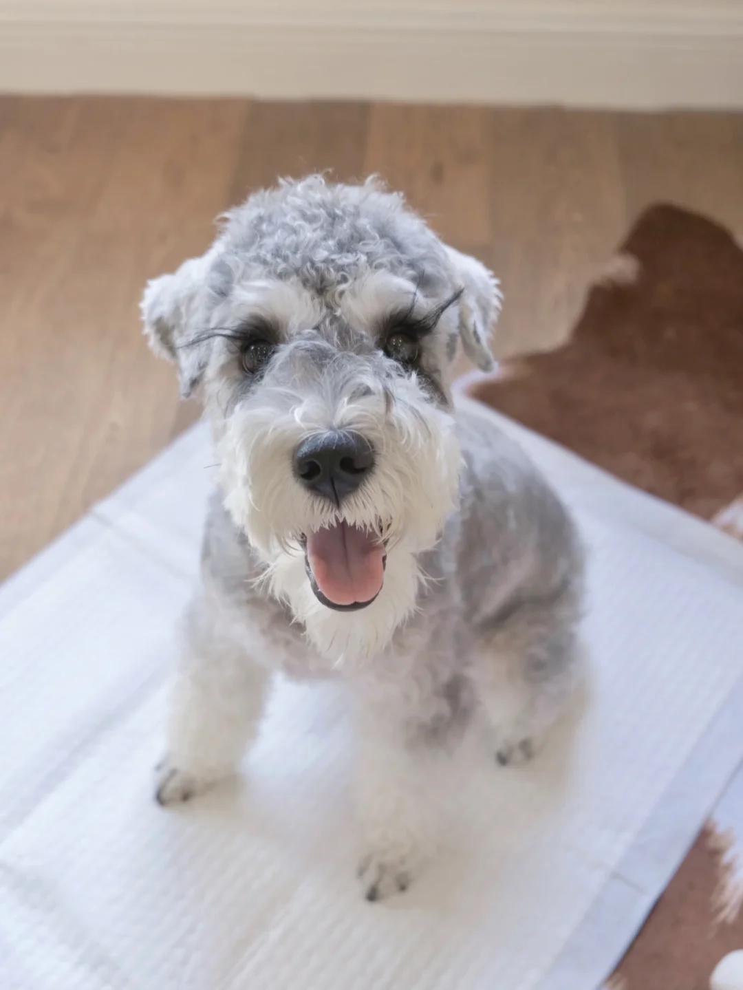 刚洗完澡的小viki