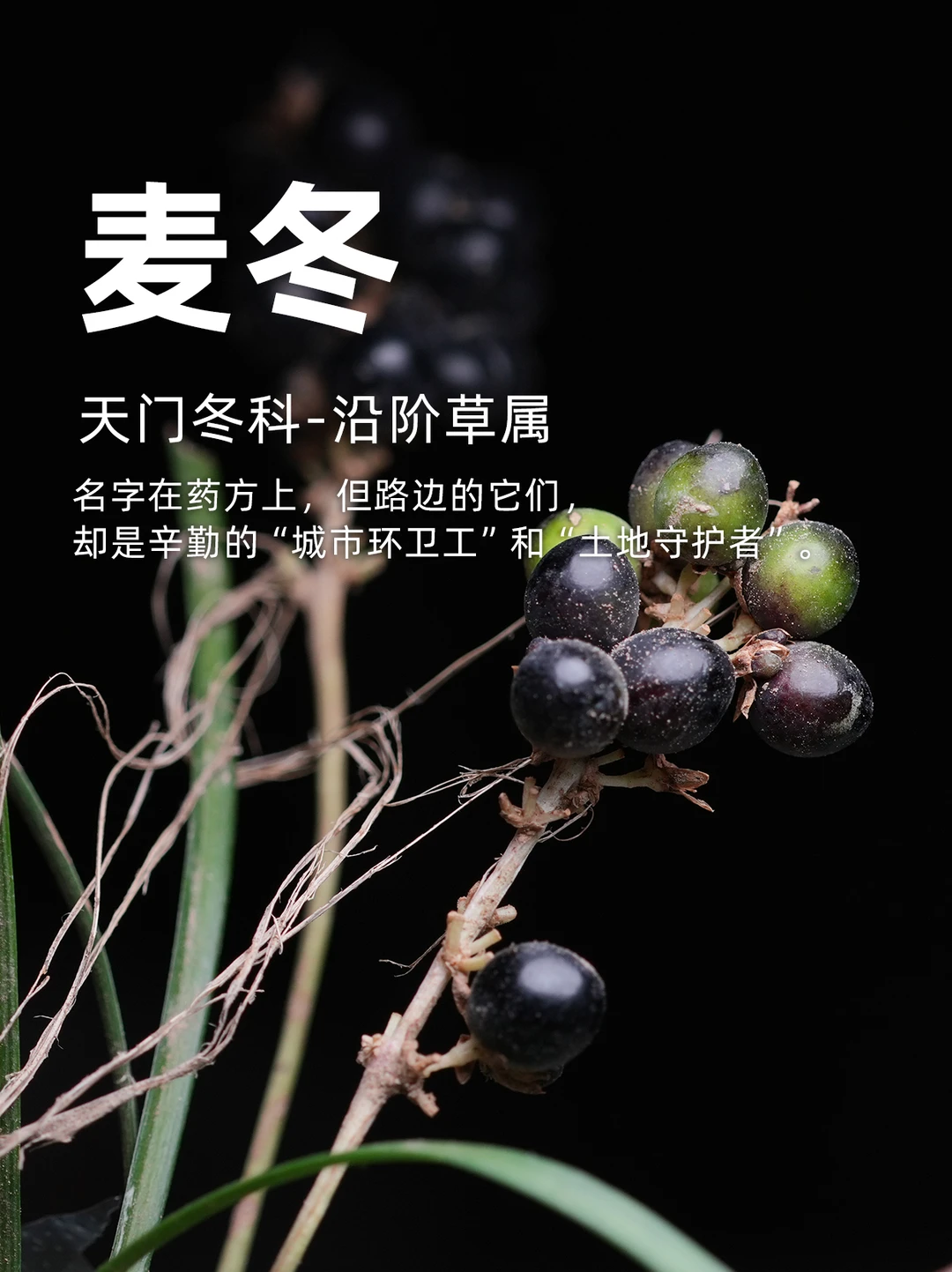 药方上有，也是“城市环卫工”和“土地守护者”
