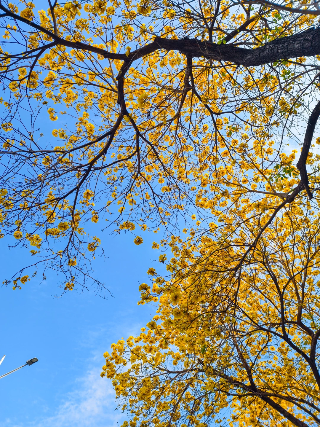 黄花风铃木🌼和蓝天简直是绝配啊