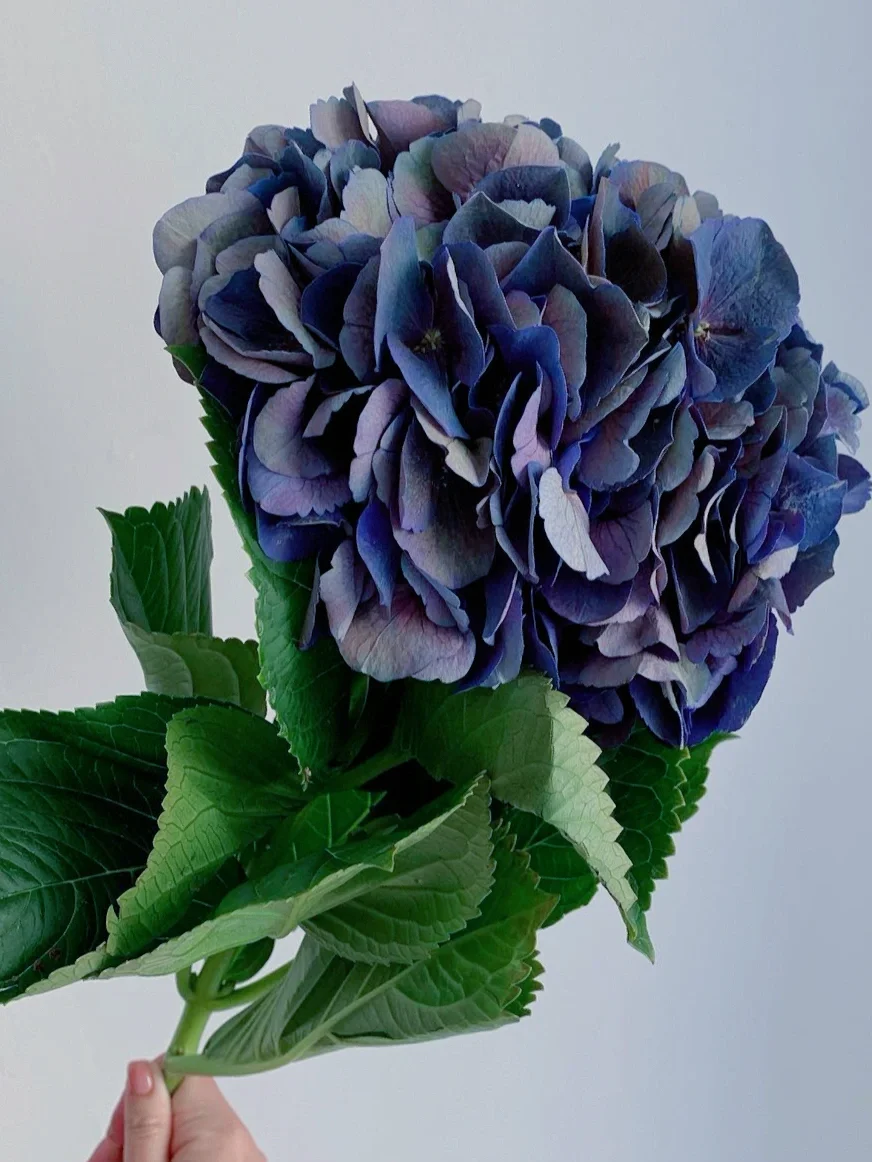 带你每天认识一种花材201｜深蓝绣球“opera”