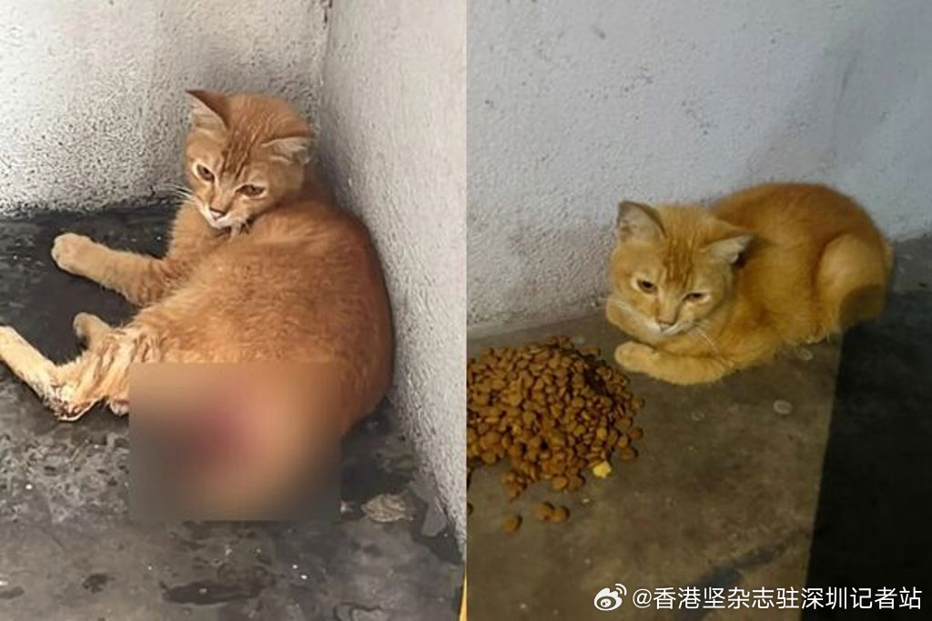 【#流浪猫遭人类性侵后伤重不治#】马来西亚安邦再也甘榜班丹达南，一只不到2岁的橘色公猫被民众发现时瘫坐在地、无法站立，肛门严重撕裂、伤口血迹斑斑。热心民众拍下照片上传社交平台，标记流浪猫救助组织“Hotel Kucing RM10”求助，并将牠送医治疗，取名“Pandan”。

兽医检查发现，Pandan肛门部位 ​