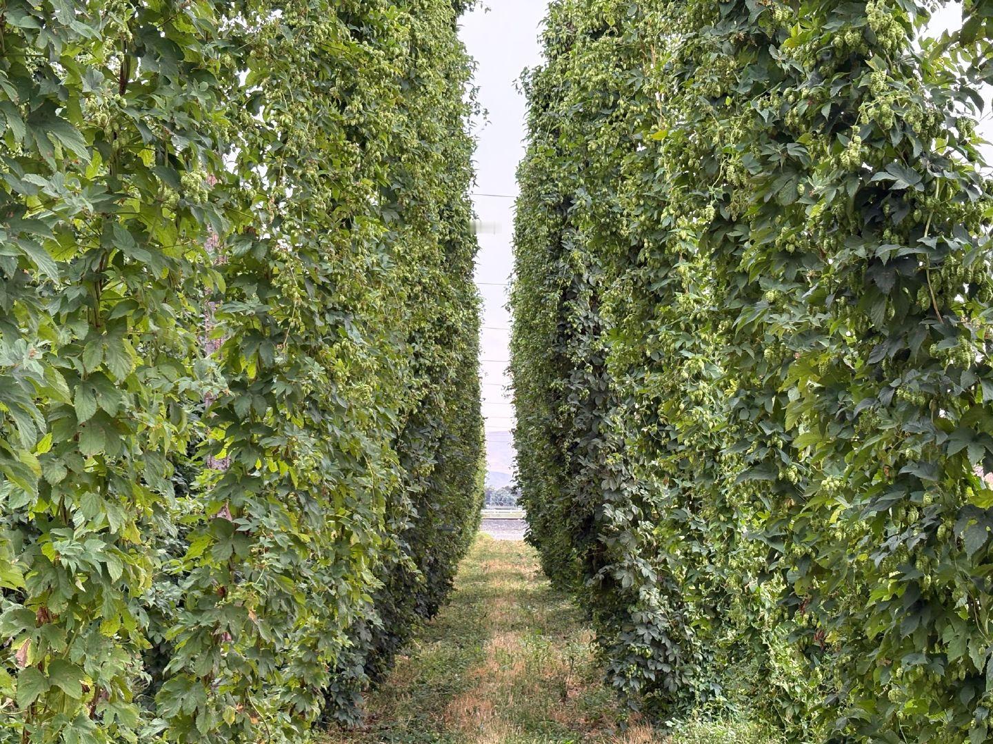 🍺 为什么全世界的精酿爱好者，都绕不开一杯美式IPA？

提到精酿啤酒, 印度淡色艾尔,IPA（India Pale Ale）几乎是每家精酿酒厂的招牌酒款，也是全球最受欢迎的啤酒风格之一。IPA虽然诞生于英国，却是在美国完成了一场影响全球的风味革命。今天，无论是在美国、中国，还是其他国家，几乎每一家精酿酒 ​