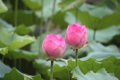 荔湾湖的荷花3（20260605）