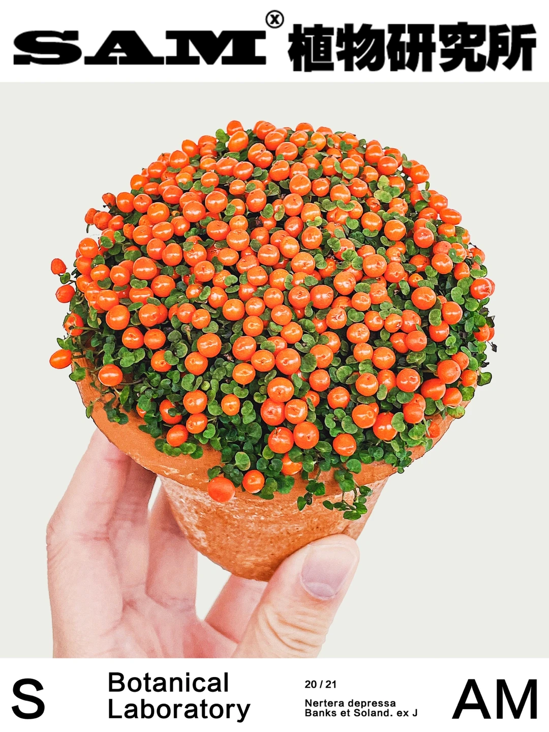 珍珠橙｜Nertera depressa Banks et Soland.