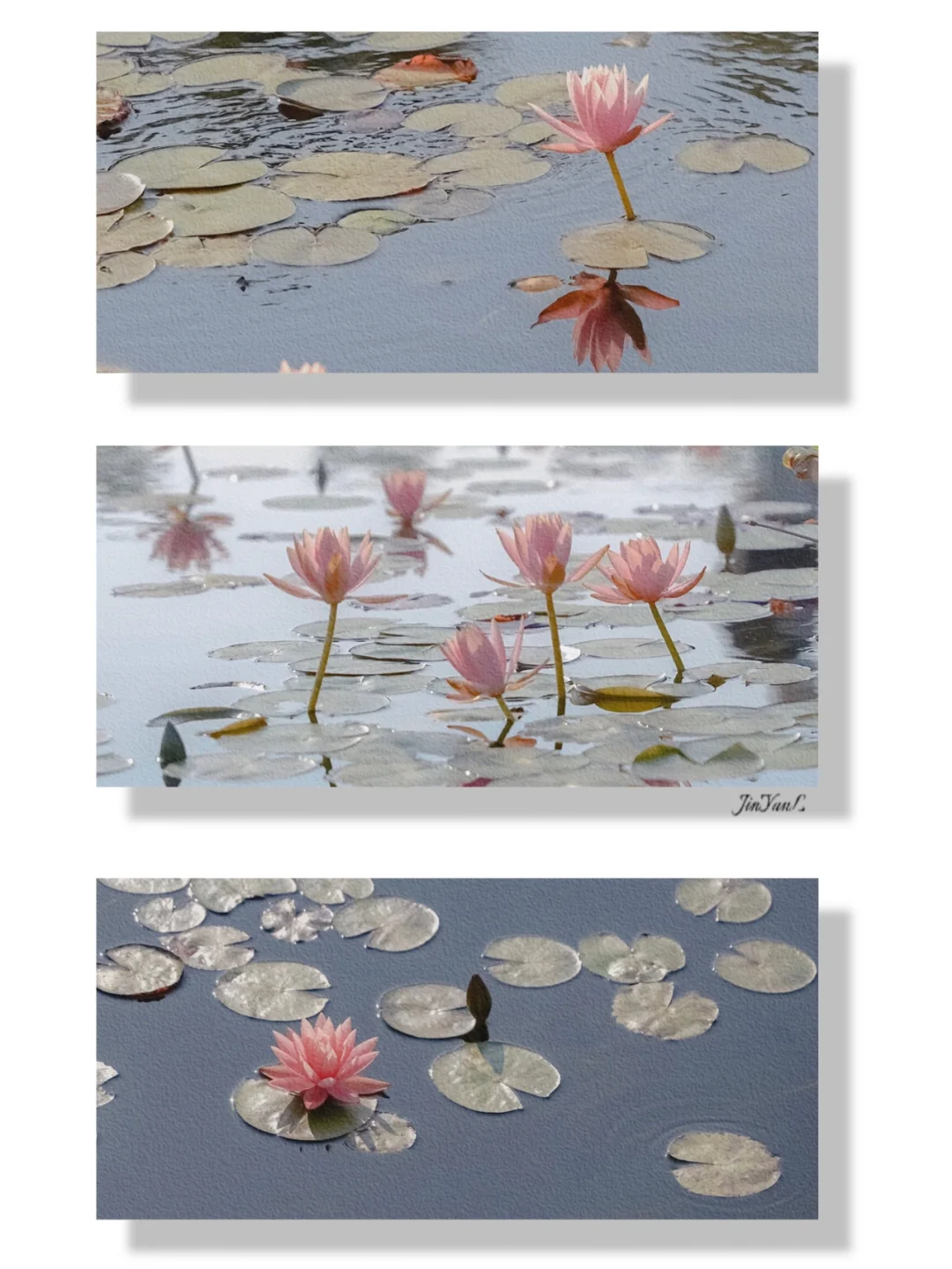 厦门赏花｜莫奈油画里的睡莲照进现实了吗⁉️