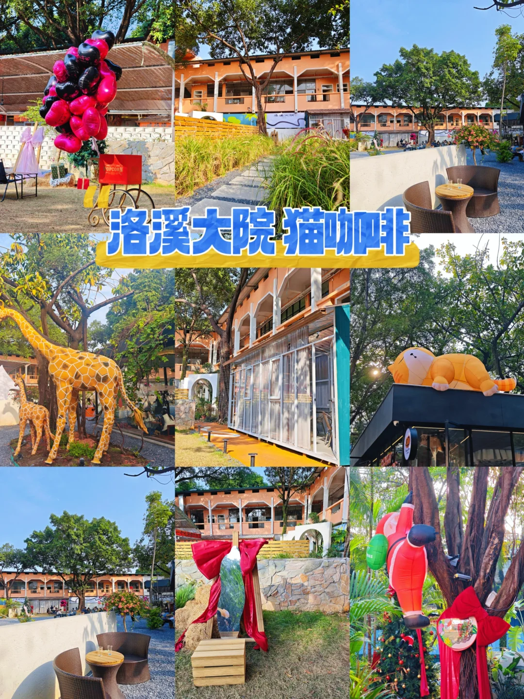 广州番禺新店！洛溪大院猫咖啡！绿野仙踪！