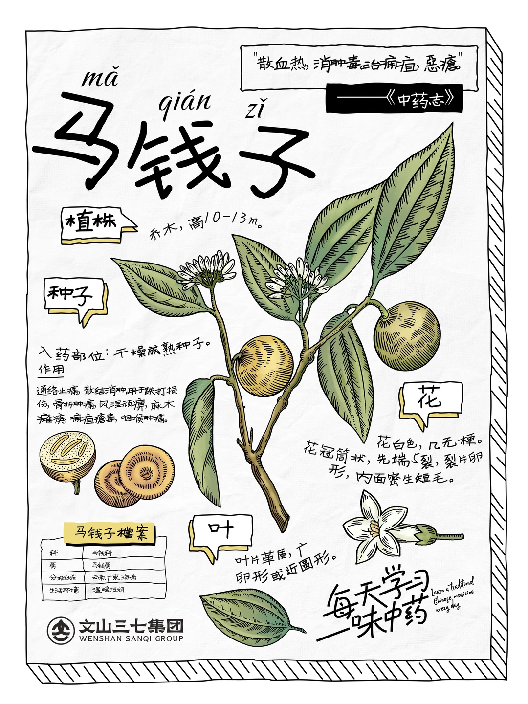 👉🏻每天学习一味中药|马钱子