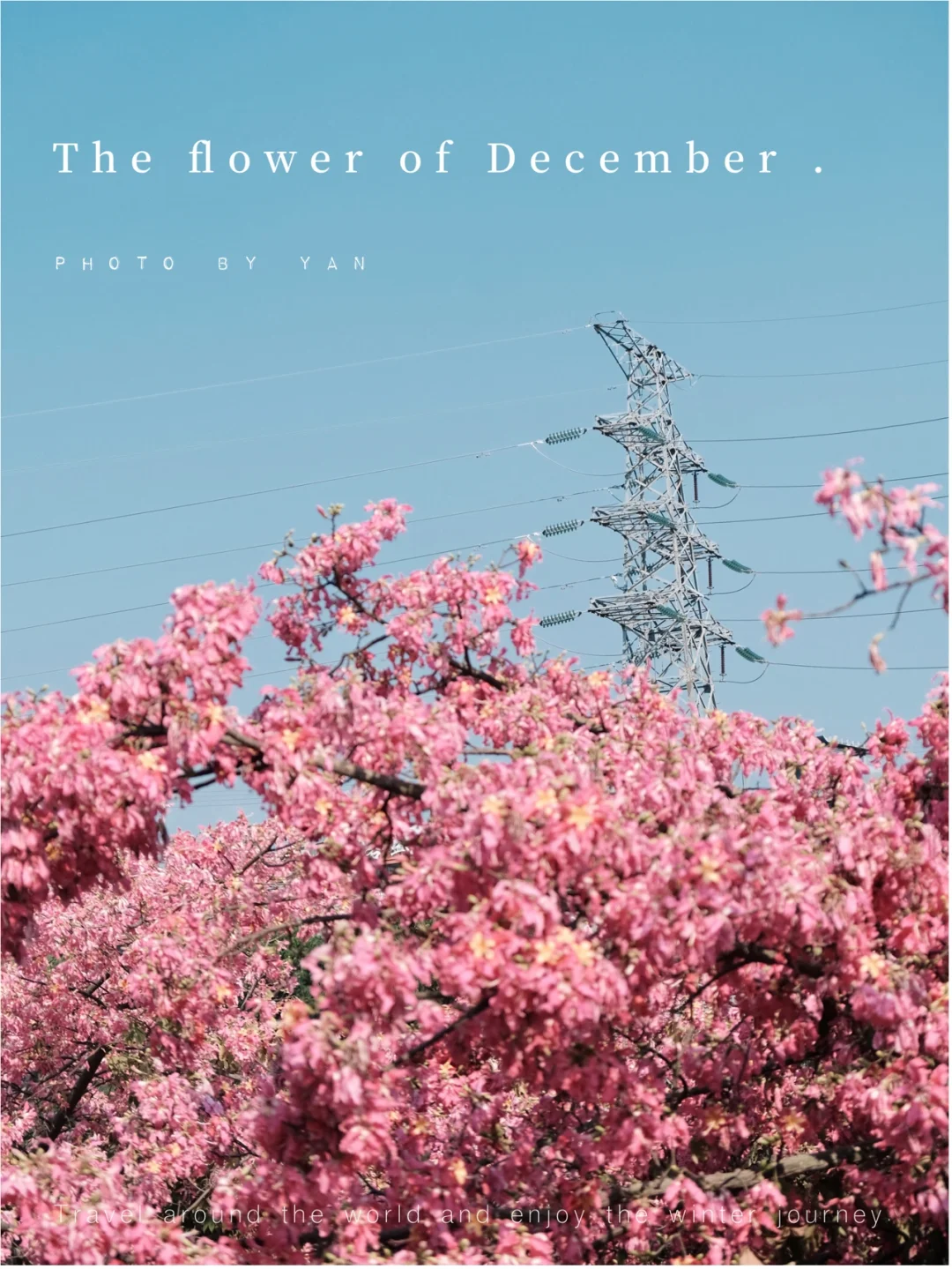 绽放的异木棉花有多美｜看深圳的粉色12月